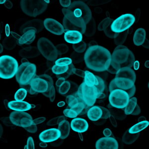 microscope-image-of-microbes-on-a-black-background