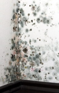 large-colony-of-green-splotches-of-mold-growing-on-a-wall