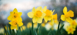 daffodils-blooming-in-the-springtime
